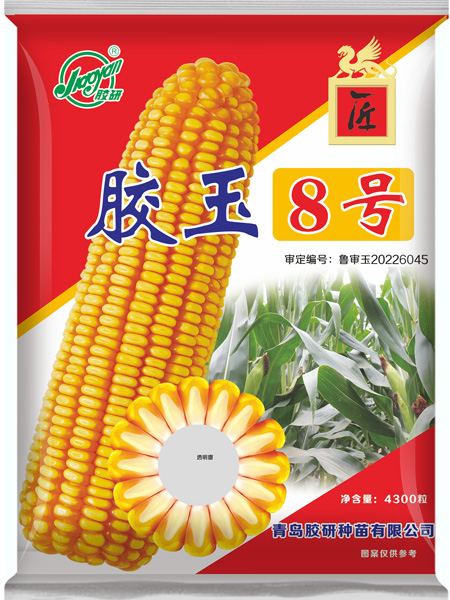 胶玉8号——玉米